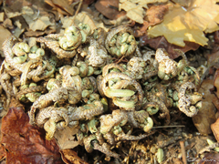 Selaginella convoluta