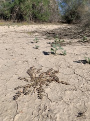 Euphorbia abramsiana
