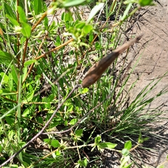 Cryptolepis oblongifolia