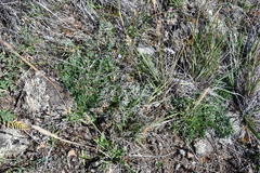 Artemisia borealis