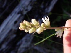 Heuchera cylindrica