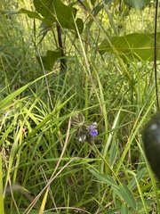Crotalaria sessiliflora