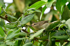 Vireo magister