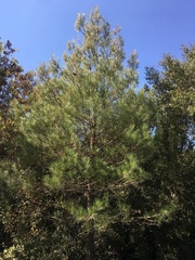 Pinus nigra