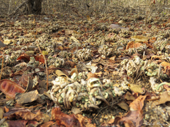 Selaginella convoluta
