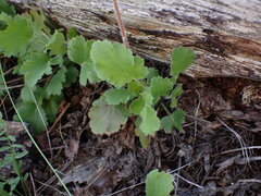 Heuchera cylindrica