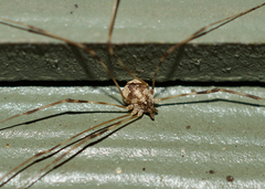 Leptobunus parvulus