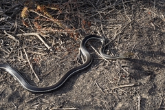 Masticophis lateralis lateralis