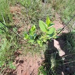 Vangueria venosa