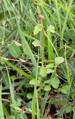 Melochia corchorifolia