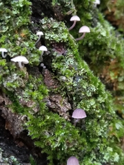 Mycena meliigena