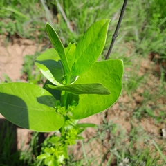 Vangueria venosa