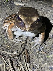 Leptodactylus