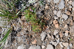 Chamaerhodos grandiflora