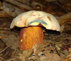 Rubroboletus