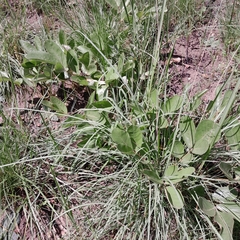 Lannea edulis edulis