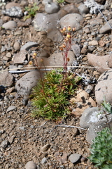 Chamaerhodos grandiflora