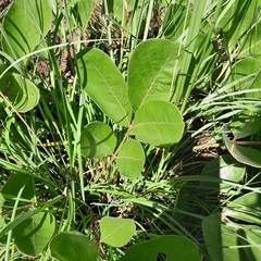 Lannea edulis edulis