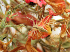 Peucetia rubrolineata