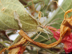 Peucetia rubrolineata