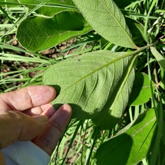 Lannea edulis edulis