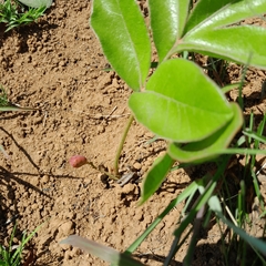 Lannea edulis edulis