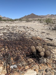 Escobaria alversonii