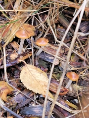 Psilocybe cyanescens