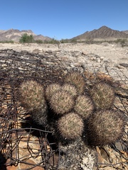Escobaria alversonii