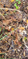 Psilocybe cyanescens