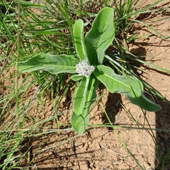 Raphionacme galpinii