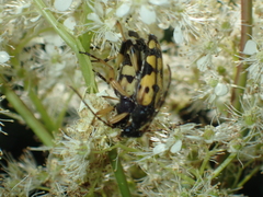 Rutpela maculata