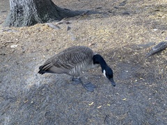 Branta canadensis