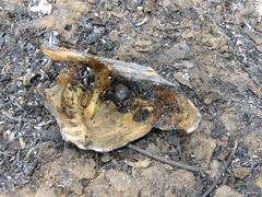 Chelonoidis carbonarius