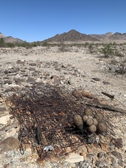 Escobaria alversonii