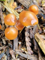 Psilocybe cyanescens