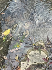 Bidens discoidea