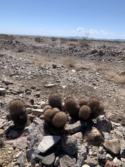 Escobaria alversonii