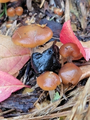 Psilocybe cyanescens