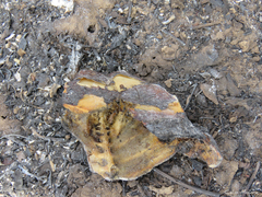 Chelonoidis carbonarius