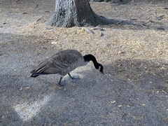Branta canadensis