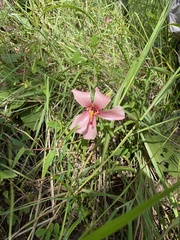 Abelmoschus sagittifolius