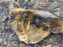 Chelonoidis carbonarius