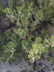 Arctostaphylos
