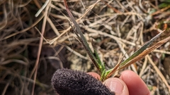 Dichanthelium depauperatum