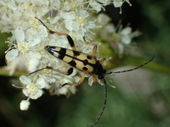 Rutpela maculata