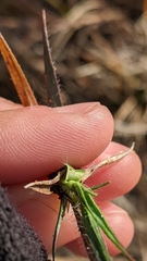 Dichanthelium depauperatum