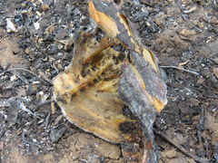 Chelonoidis carbonarius