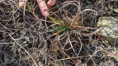 Dichanthelium depauperatum