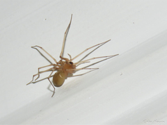 Cithaeron praedonius